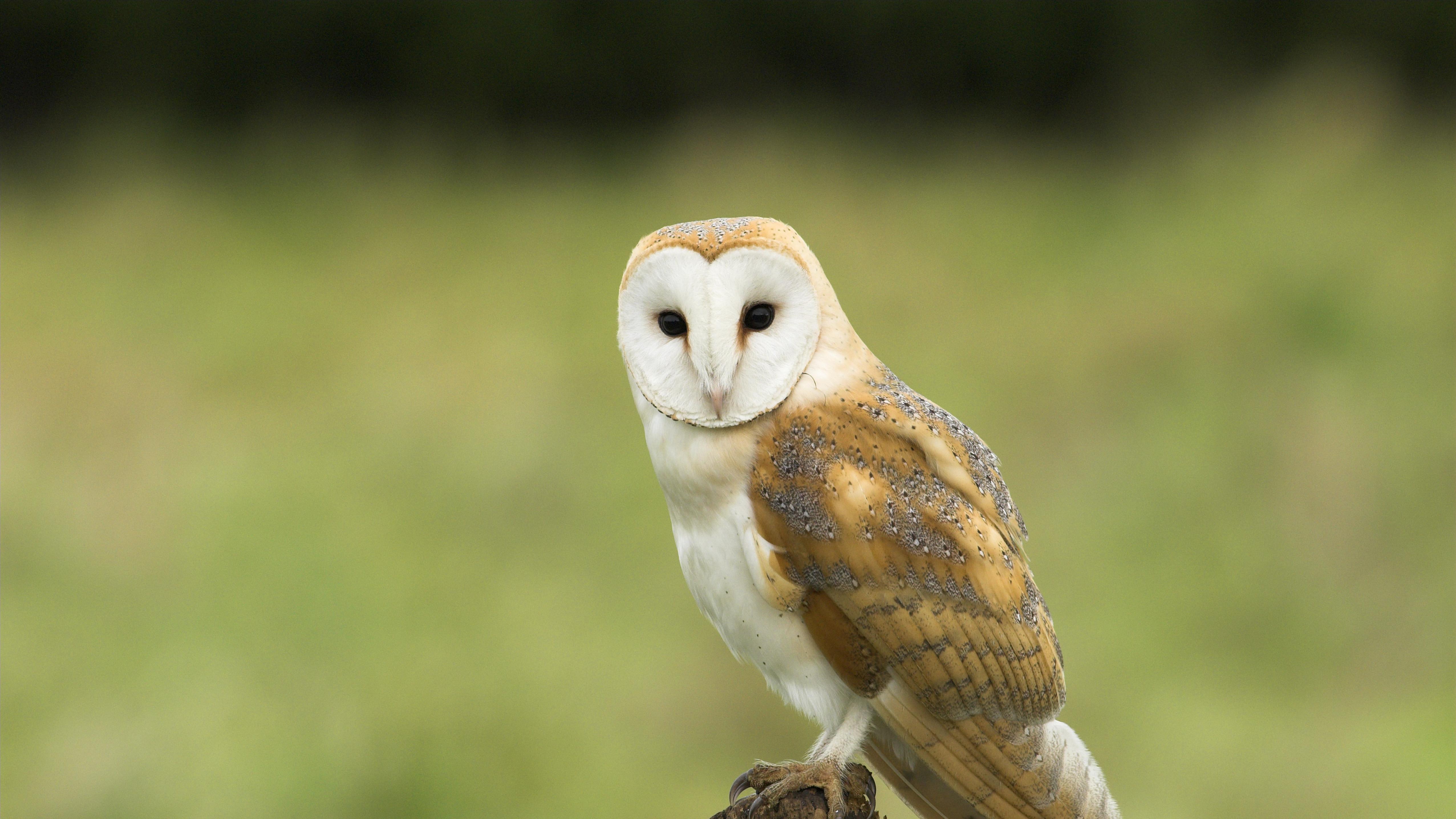 AI重塑职场：CEO的必修课