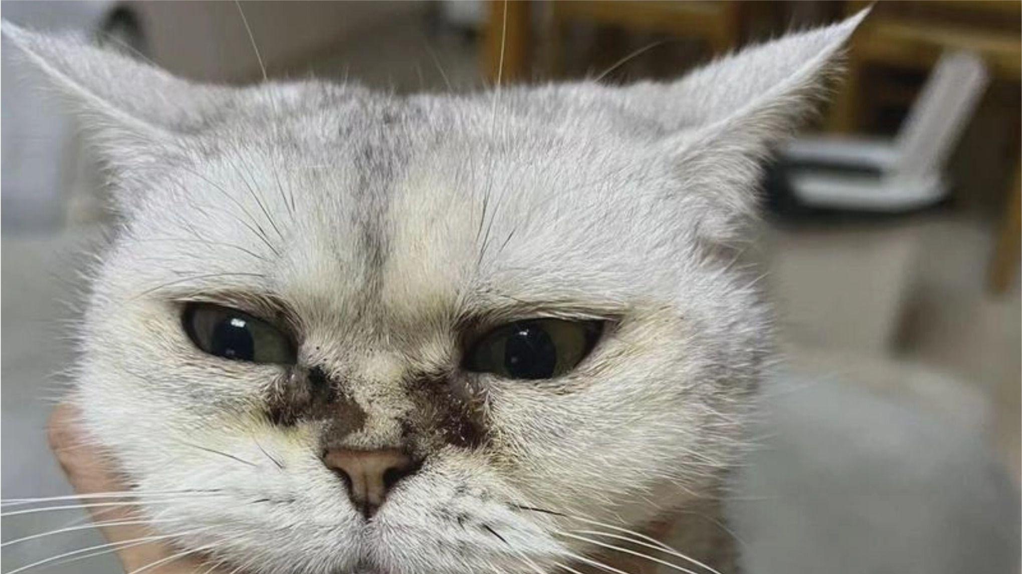 猫眼角挂着的东西是什么？有泪痕怎么解决？性价比高的泪痕猫粮