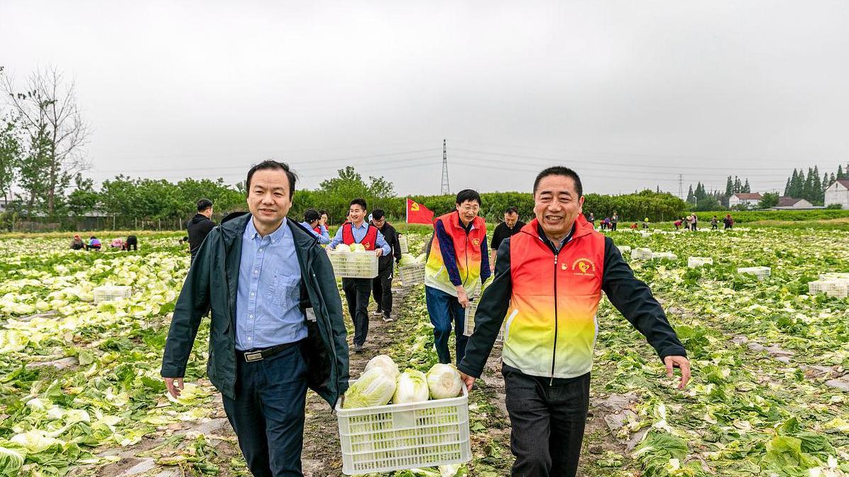 跟着这3步走，露地秋种黄心菜产量翻倍