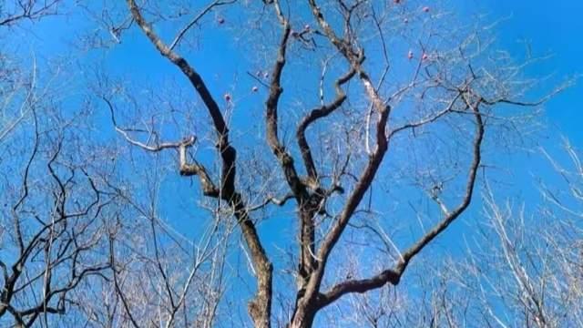 到手就是完全体，影像机皇华为Pura 80系列出厂即预装鸿蒙6