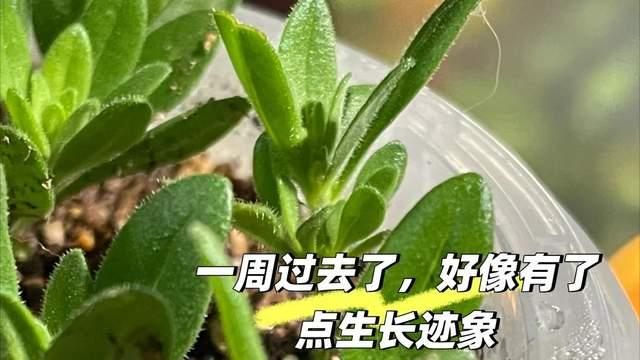 五一后，赶紧扦插这7种花，沾土就活，生根快、成活率高！