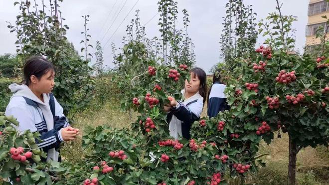 又是一年山楂红 最是实践收获丰——闻喜二中 职中学生山楂采摘活动