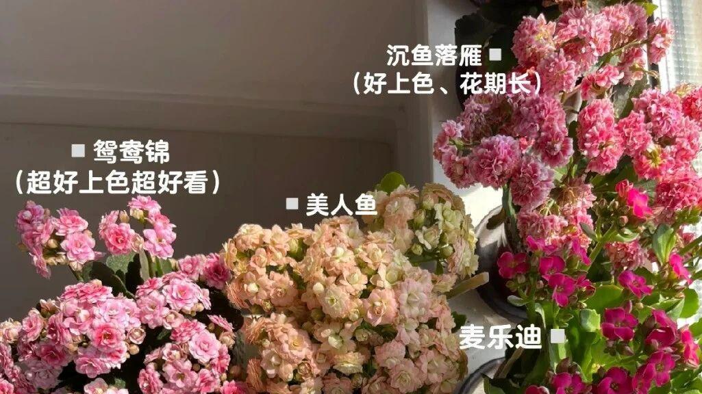 重庆一92岁婆婆，因“太会布置”而走红，小屋犹如人间仙境，真美