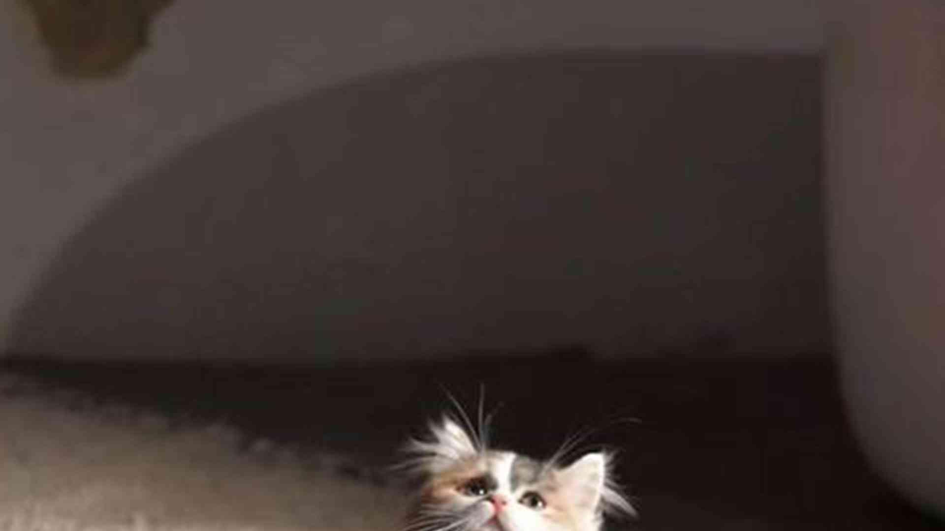 拿破仑猫玩具设计，行为诱导原理，防抑郁新方案，猫行为学家推荐