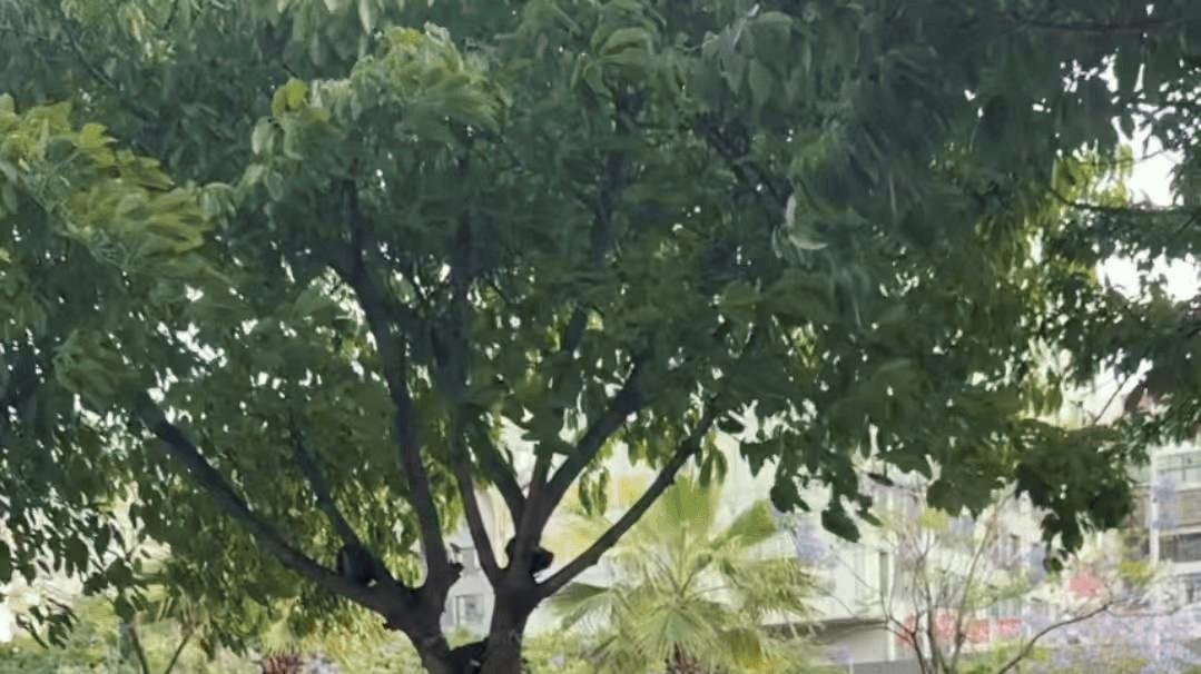 鹿春生四川分公司西昌长安南路店：走进社区传递爱心与健康