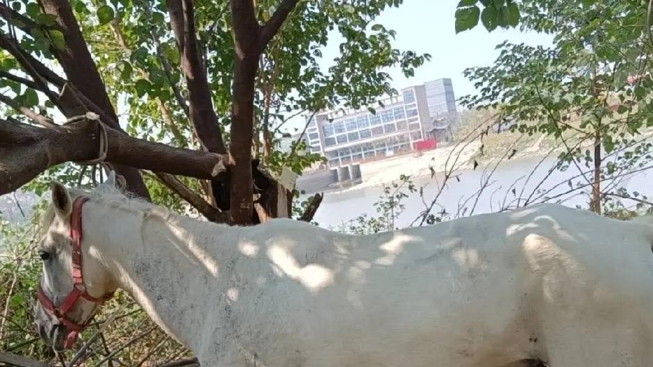 ​生死时速，勇者无畏，这位当代“骑士”的义举感动全网