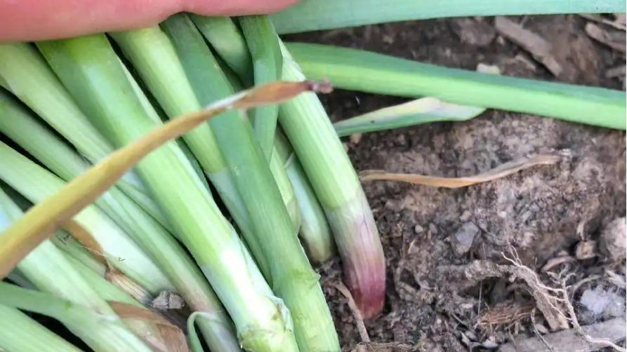 高原韭菜追肥技巧，老农经验分享，茎粗叶绿产量高