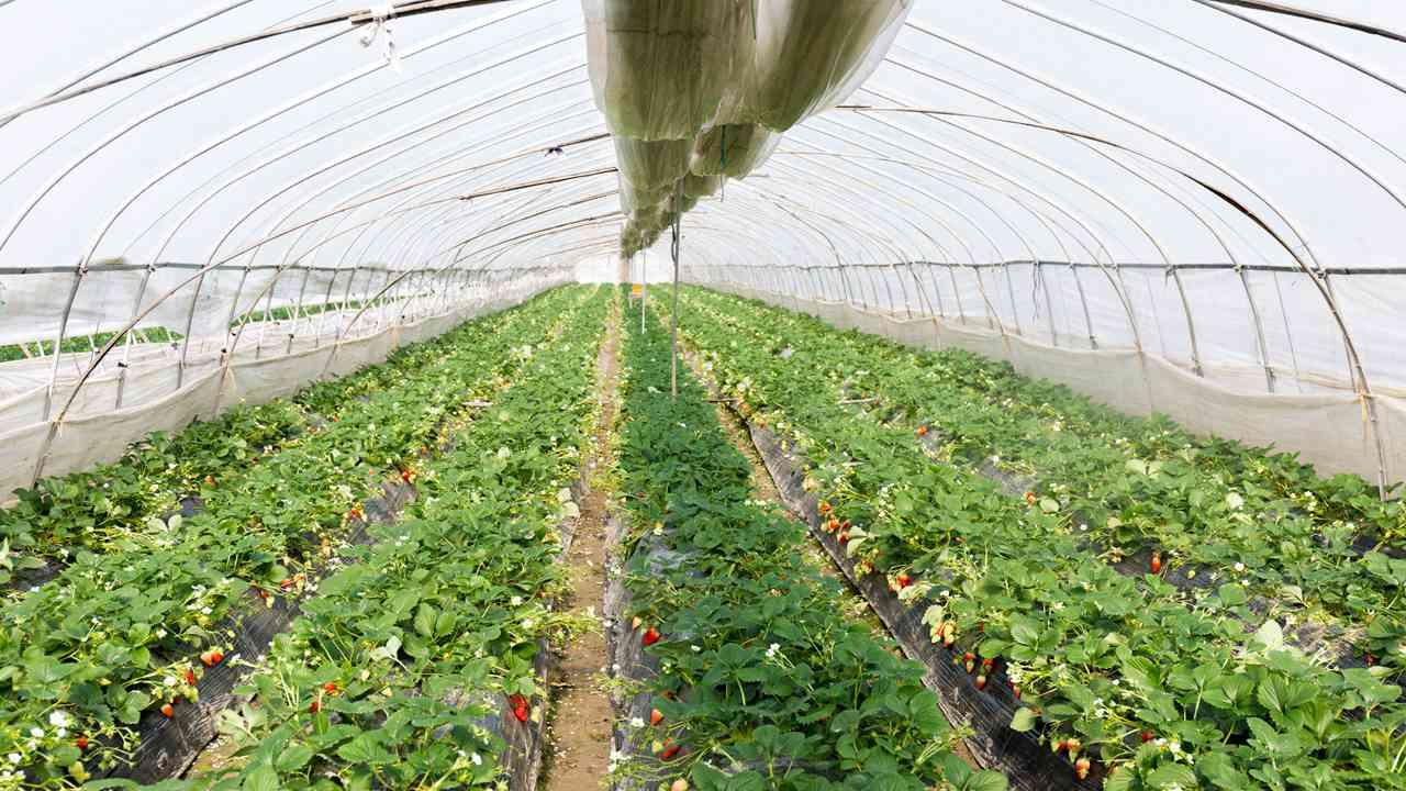 甘薯生态种植实践，土壤改良与有机管理，促进薯块增产