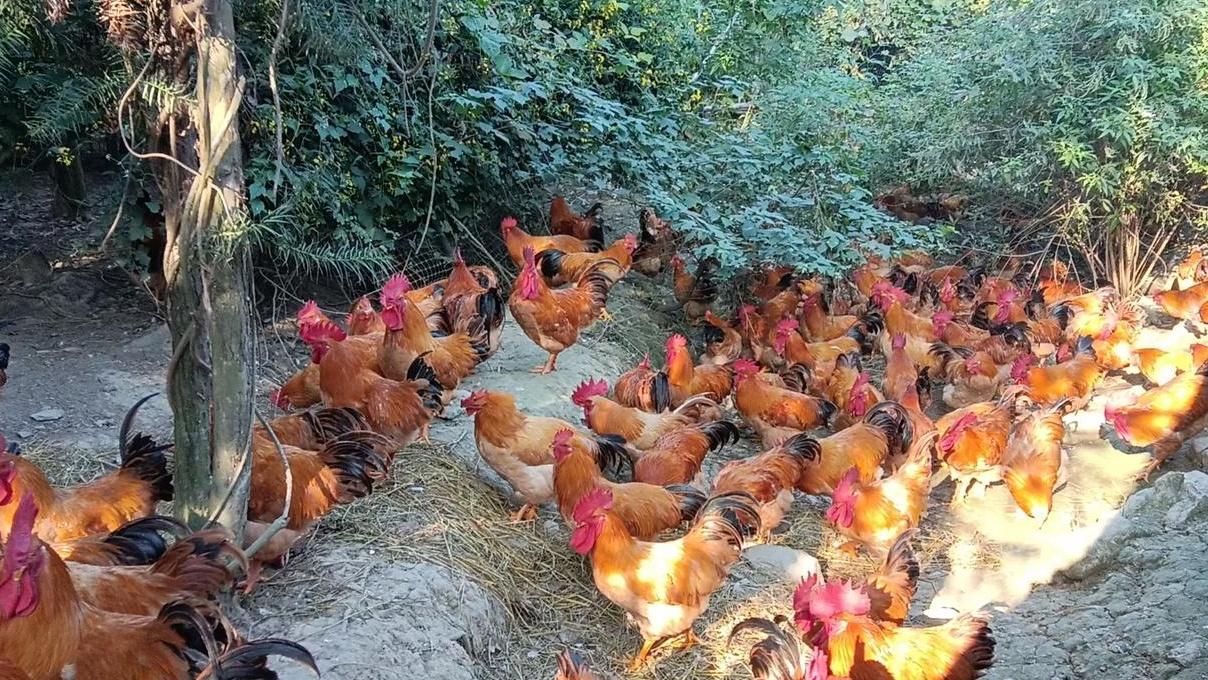 母鸡产蛋后如何做好产后恢复，加强护理，快速恢复体况