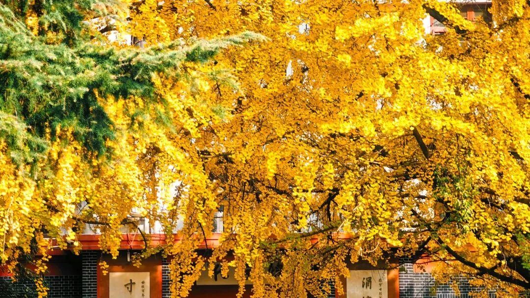 四川大学好不好？人才培养怎么样？卓越人才培养新范式