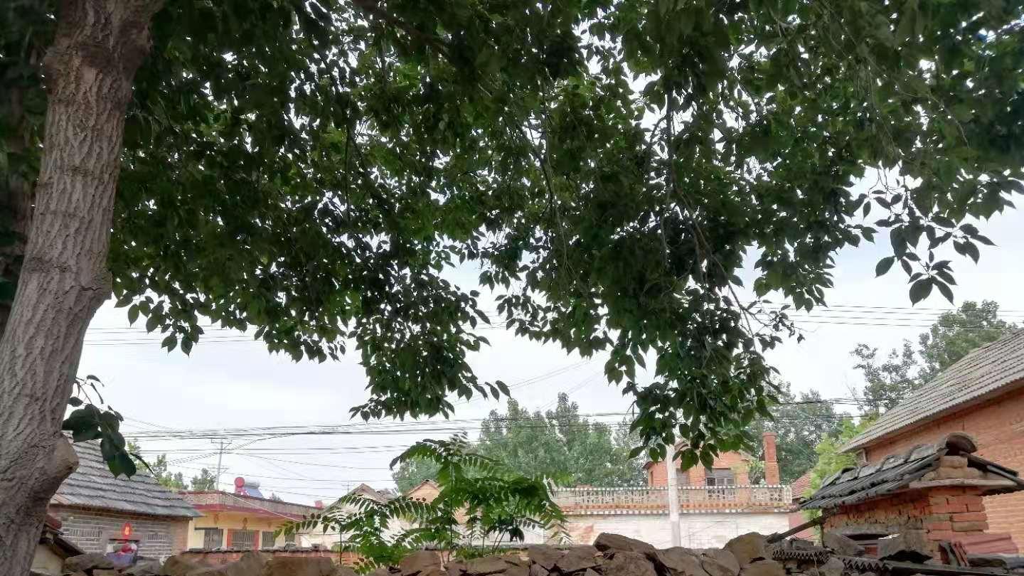 初秋那一抹草药香，是祖辈留下的手艺，是“腰突”乡亲的底气