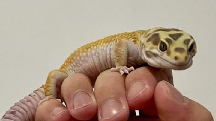 豹纹守宫分离焦虑新发现，换毛期护理深度测评，网红经济五步法