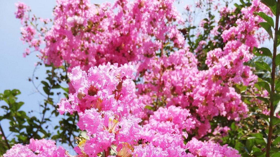 多彩斑斓的世界因丰收而变得充盈绚烂——晓瑜荣儿诗集《桃李争妍，花为谁开》