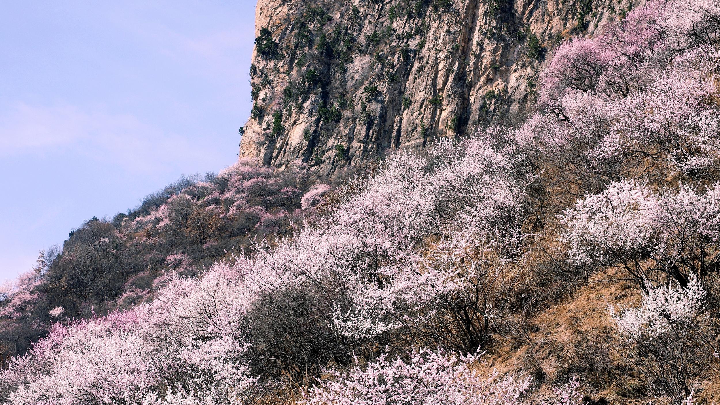 京西桃源入画来：大同桃花山"春赏花+秋摘果"全季节游玩攻略——一份给家庭、摄影党与民宿爱好者的202