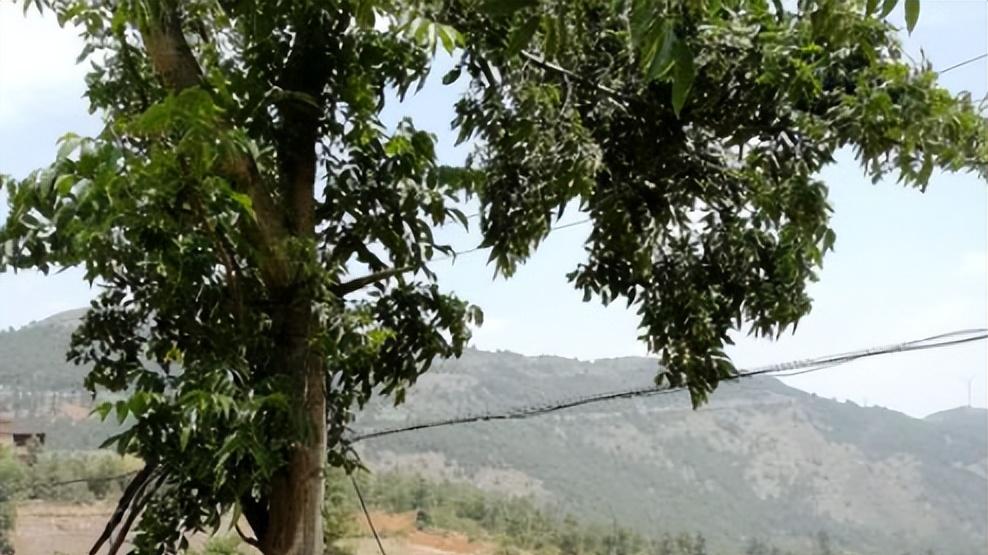 供电局砍你家的树，法律是怎么定的？