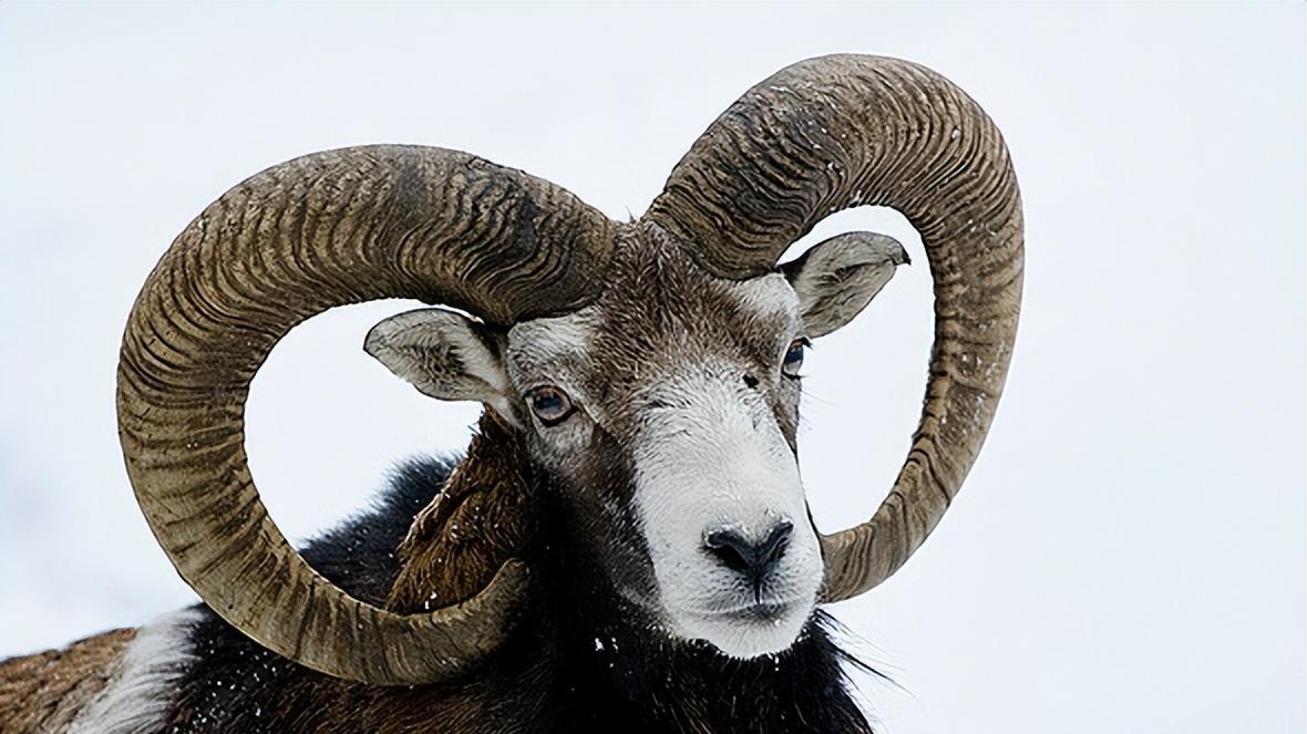 十二生肖的祖先长啥样？揭秘古老血脉的奇妙进化史！