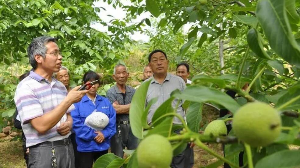 农村弄的“土地流转”，谁最赚钱？