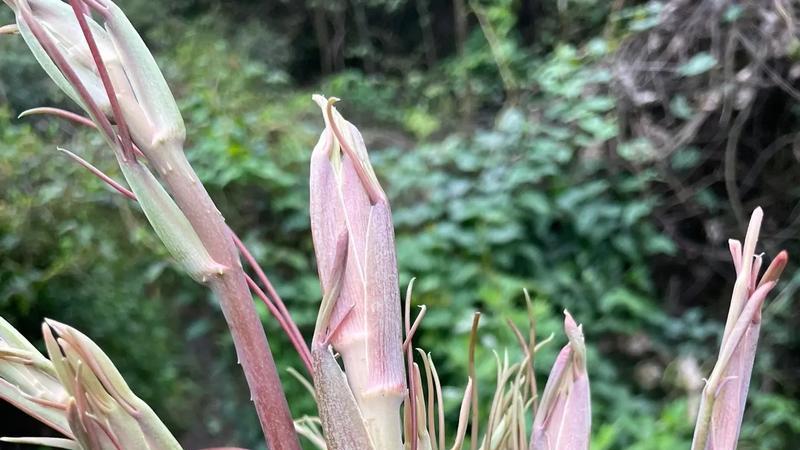 俗称“筋骨守护神”，大名鼎鼎的金刚藤，也叫菝葜，你家乡有吗？