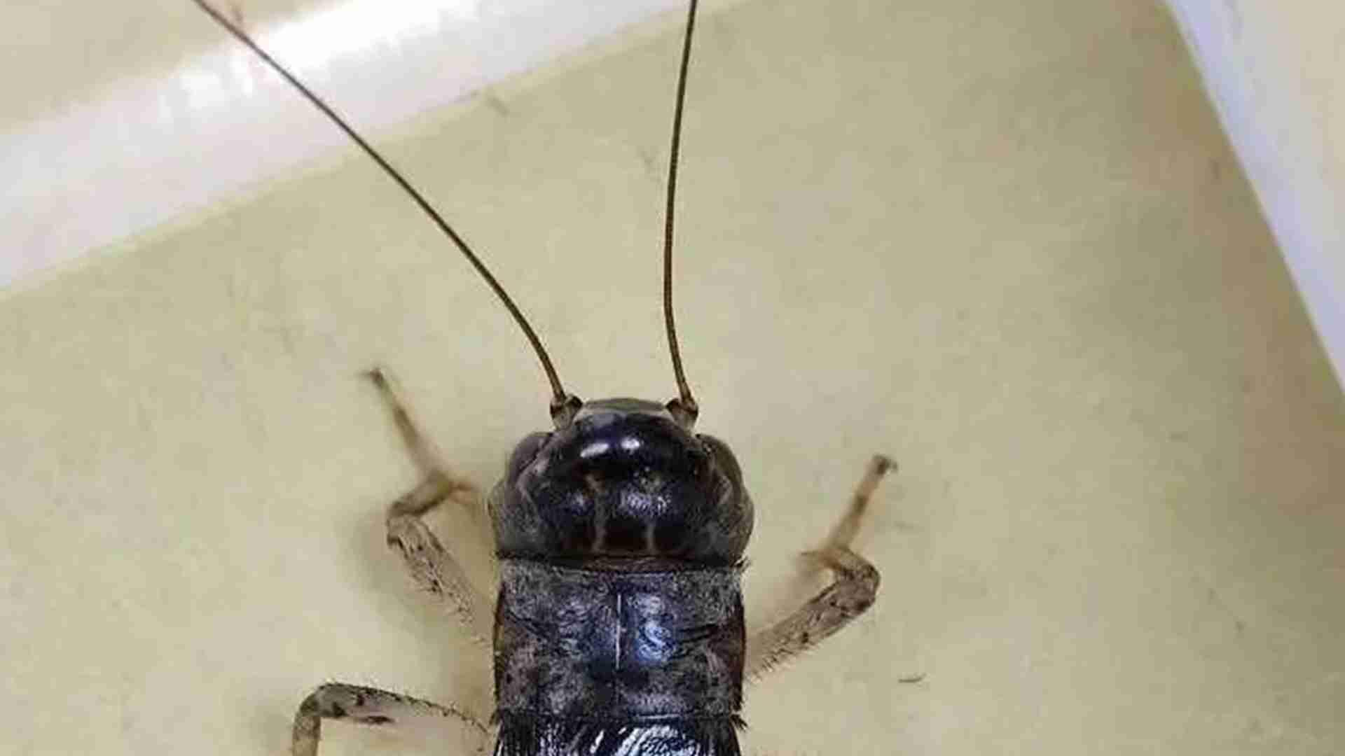 蟋蟀种源纯化术，山区野生种群，基因测序流程图，步骤别简化