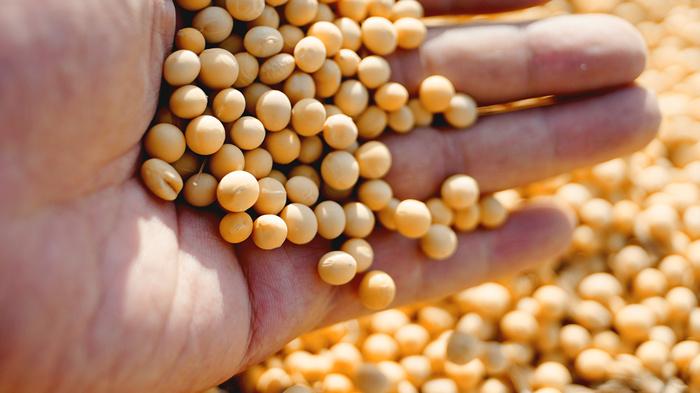 大豆进口管理新突破：汇信软件全流程数字化解决方案