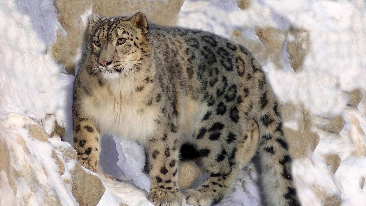 猎豹的体型那么大，为什么不属于“大猫”？难道是因为不会吼叫？