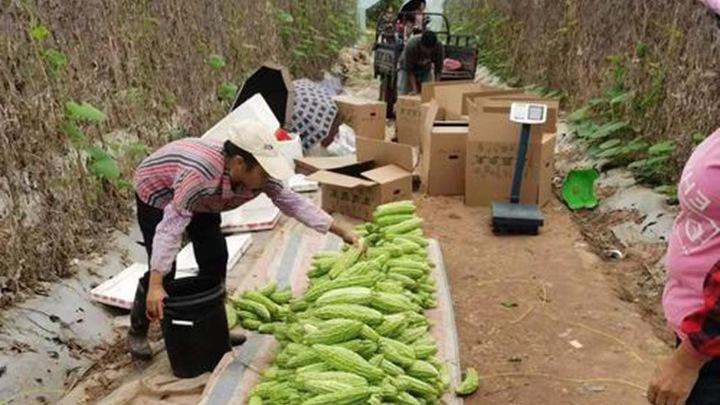 种植茄子、黄瓜、苦瓜，掌握关键技巧，确保丰收果实累累