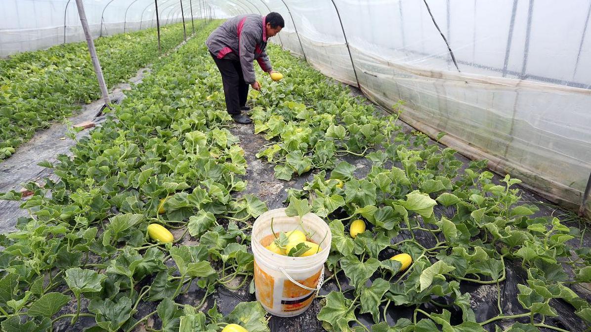 教你绿宝甜瓜的科学种植方法