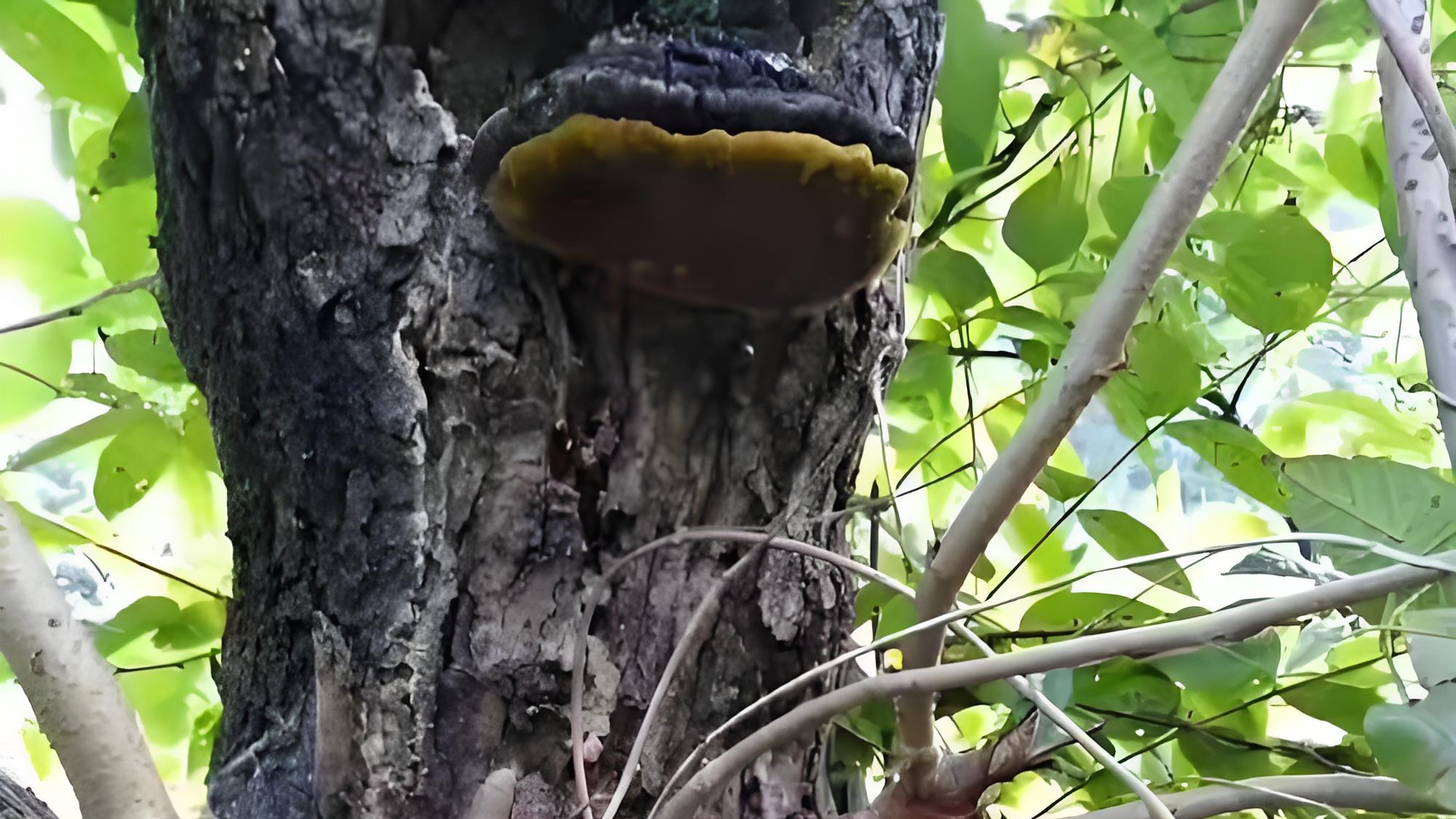 以前农民当柴烧，现在卖800元一斤，被誉为长在树上的“金疙瘩”