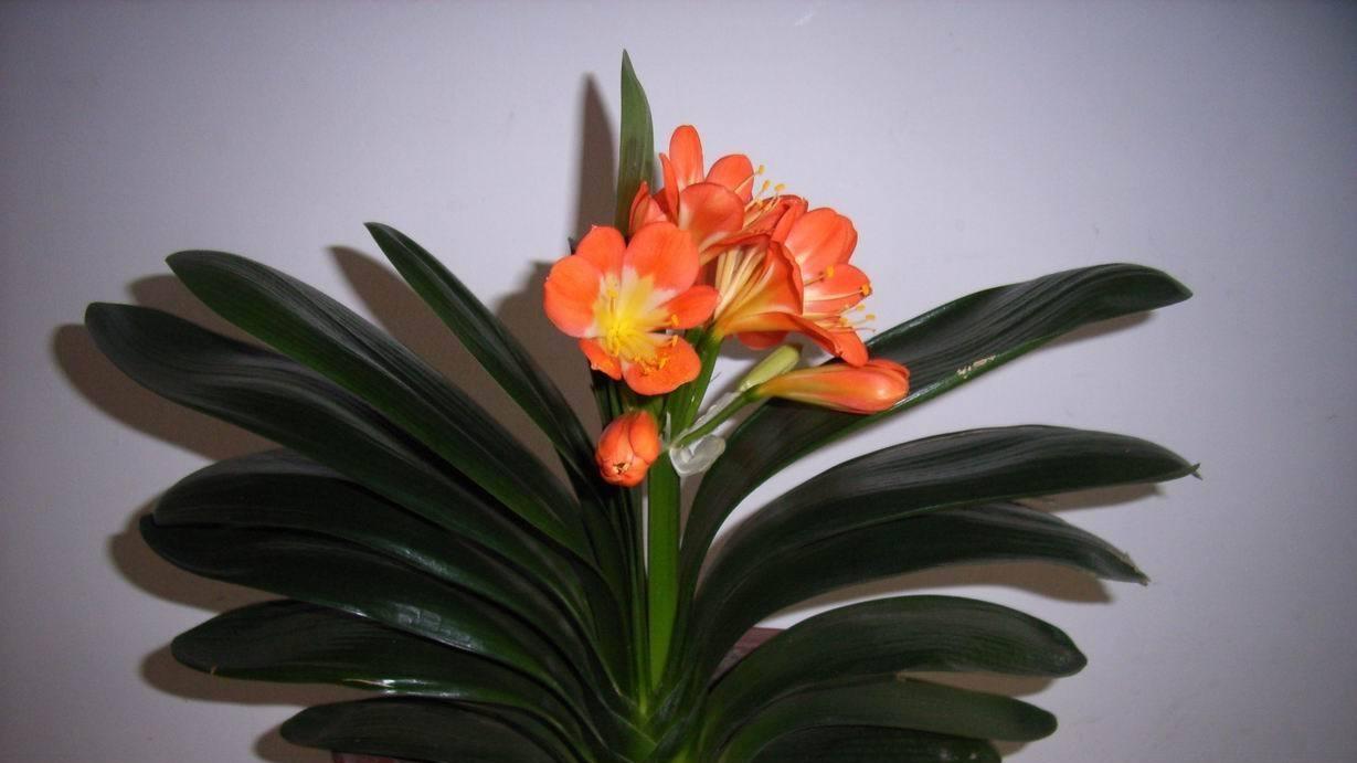 探秘君子兰不开花的秘密：从光照到土壤，你可能忽略的几个关键点