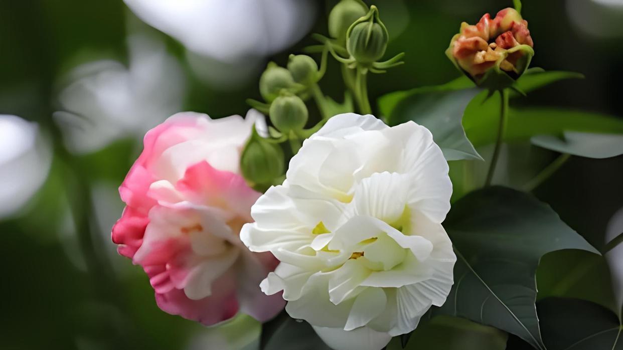 荷花别名芙蓉，它们之间究竟是什么关系？种类颜色大揭秘！