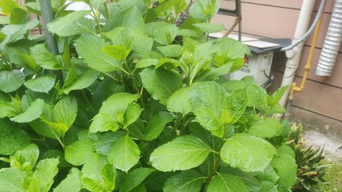 热搜标题：流量密码藏在何处？