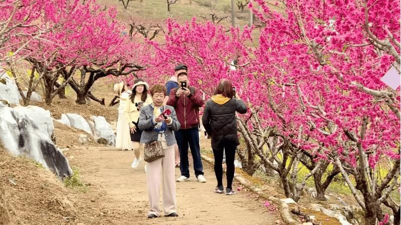 连平桃花周：农文旅体赋能