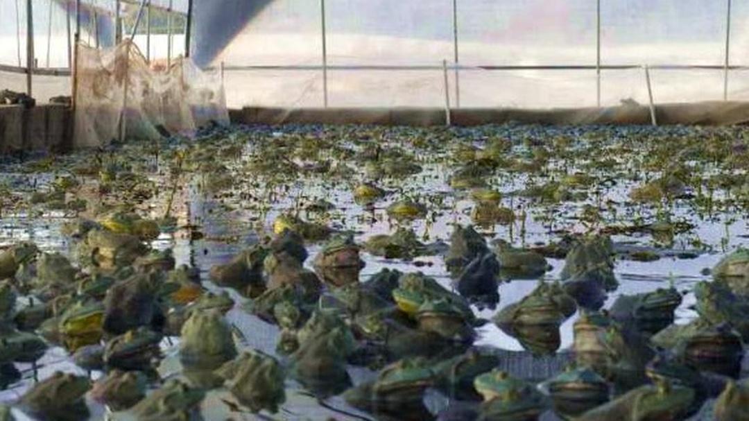 巧用激素调控，助力牛蛙繁殖，激素使用有何讲究？