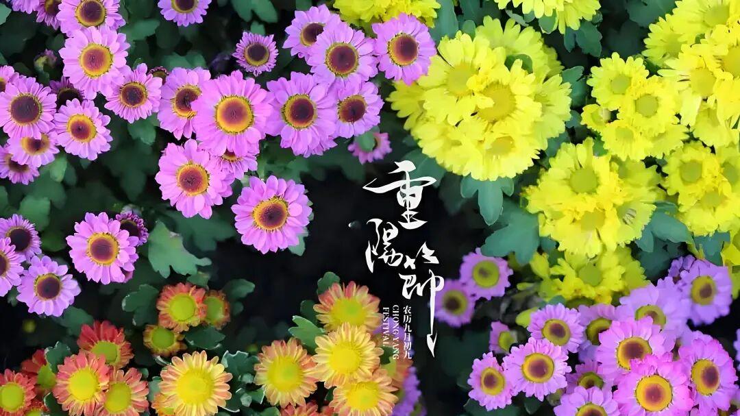 七律·重阳霜菊叹