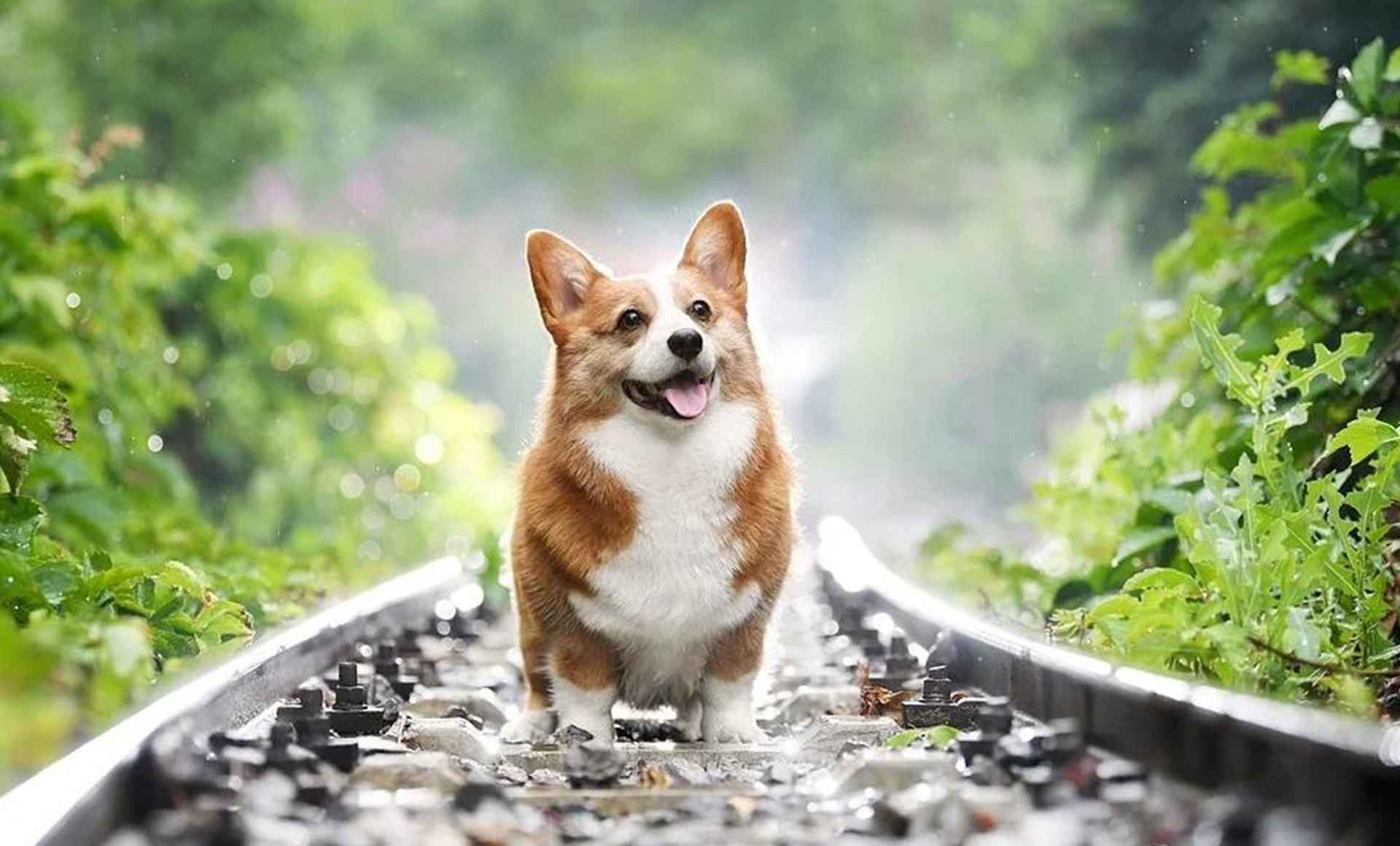 发情周期监测，转行新手须知，柯基犬繁殖，规律要摸清