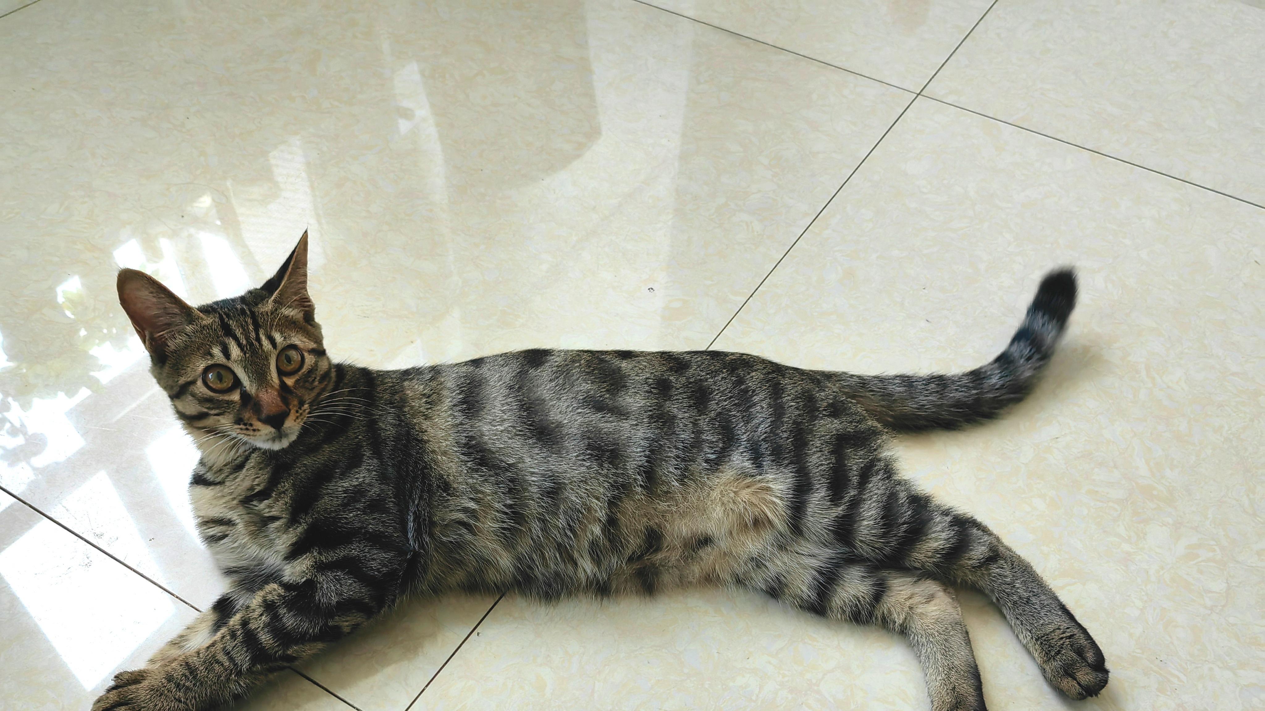 【辰陇科普】猫粮中的”赖氨酸“到底是什么？猫咪缺乏竟会生大病
