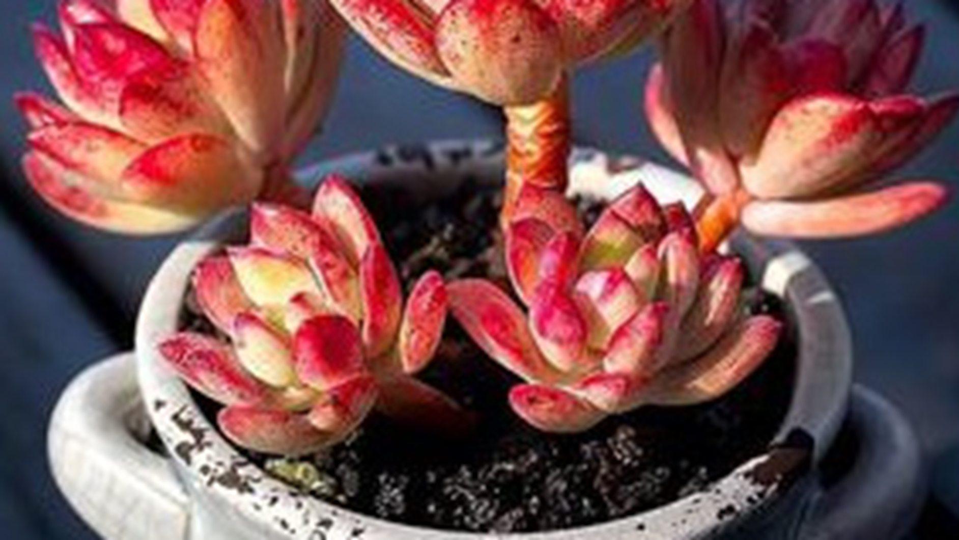 蒂亚矮化栽培，两个月控肥周期，写字楼隔断绿化，顶端修剪技巧