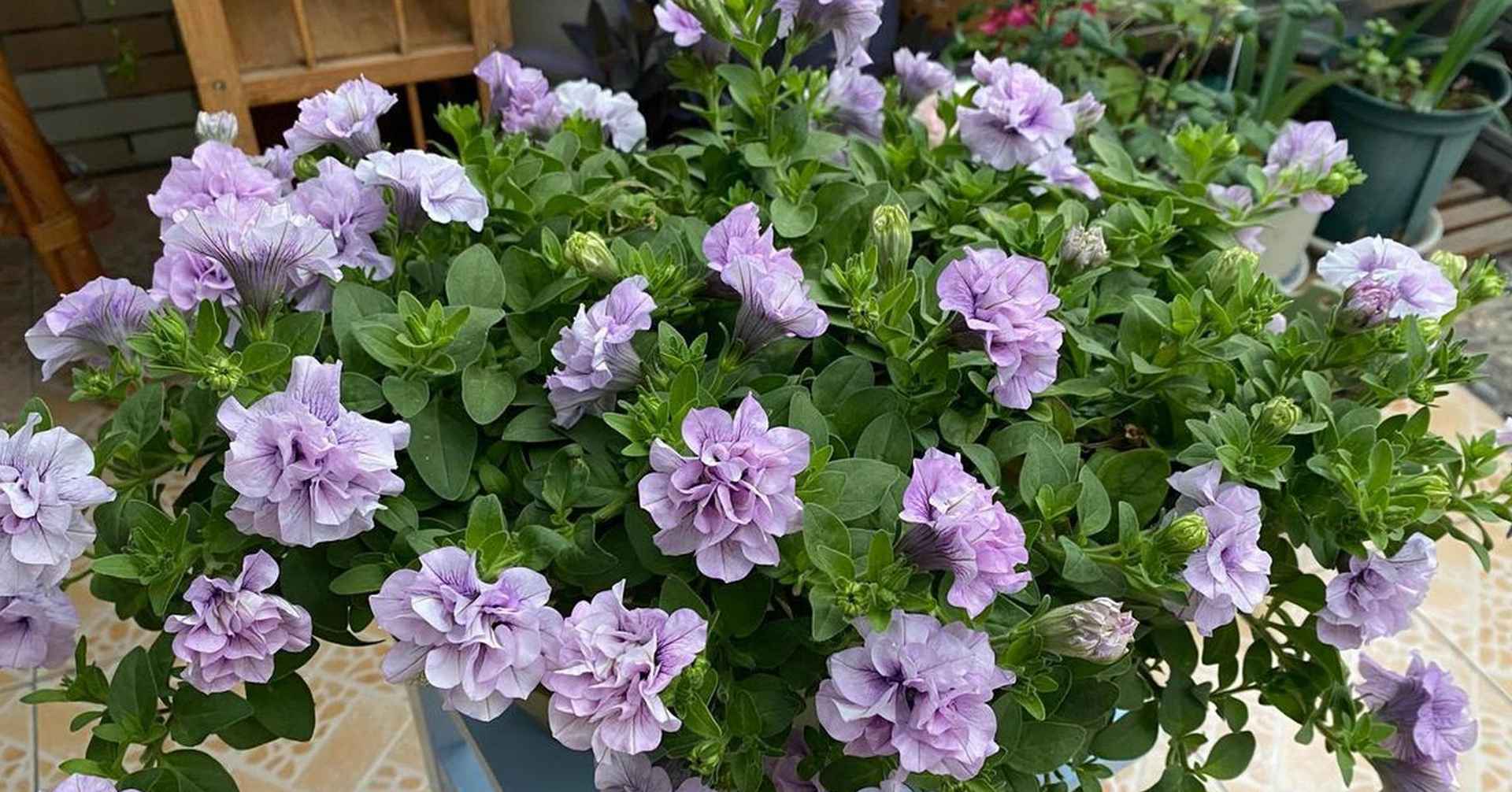 南方矮牵牛播种指南，早春育苗正当时，覆土厚度与花园案例解析