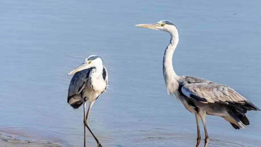 灵丘县黑鹳自然保护区投放食物帮助珍禽越冬