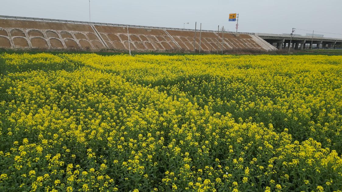 信阳农科院发布2025年油菜抗渍播种应对方案!