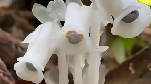 重庆惊现上百株"冥界之花"！网友：这不是修仙小说里的仙草吗？