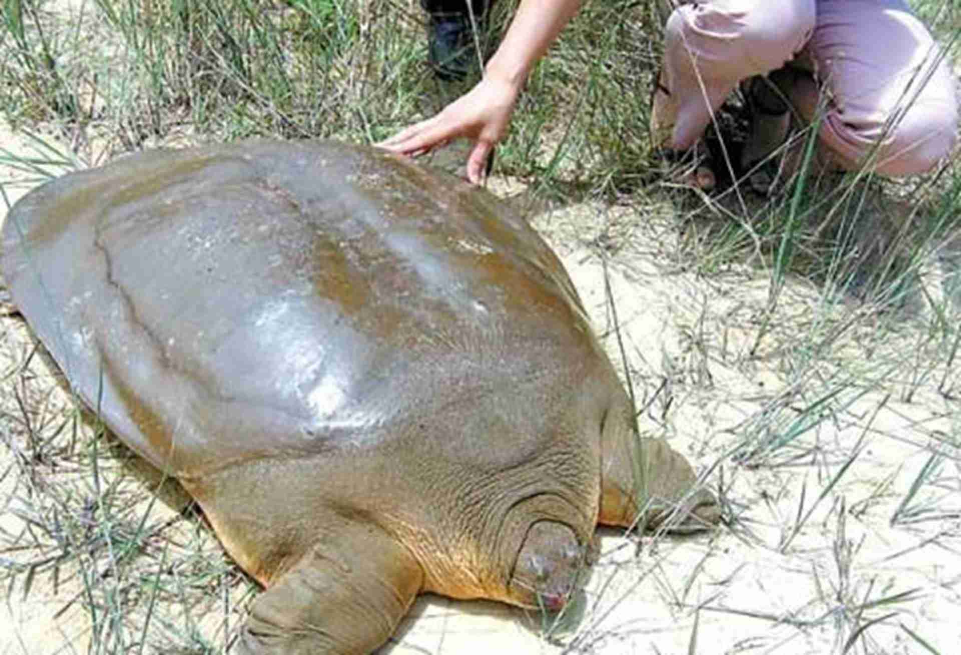 甲鱼性别控制技术，温度敏感期管理，雌雄比例调控，加工厂定向收购