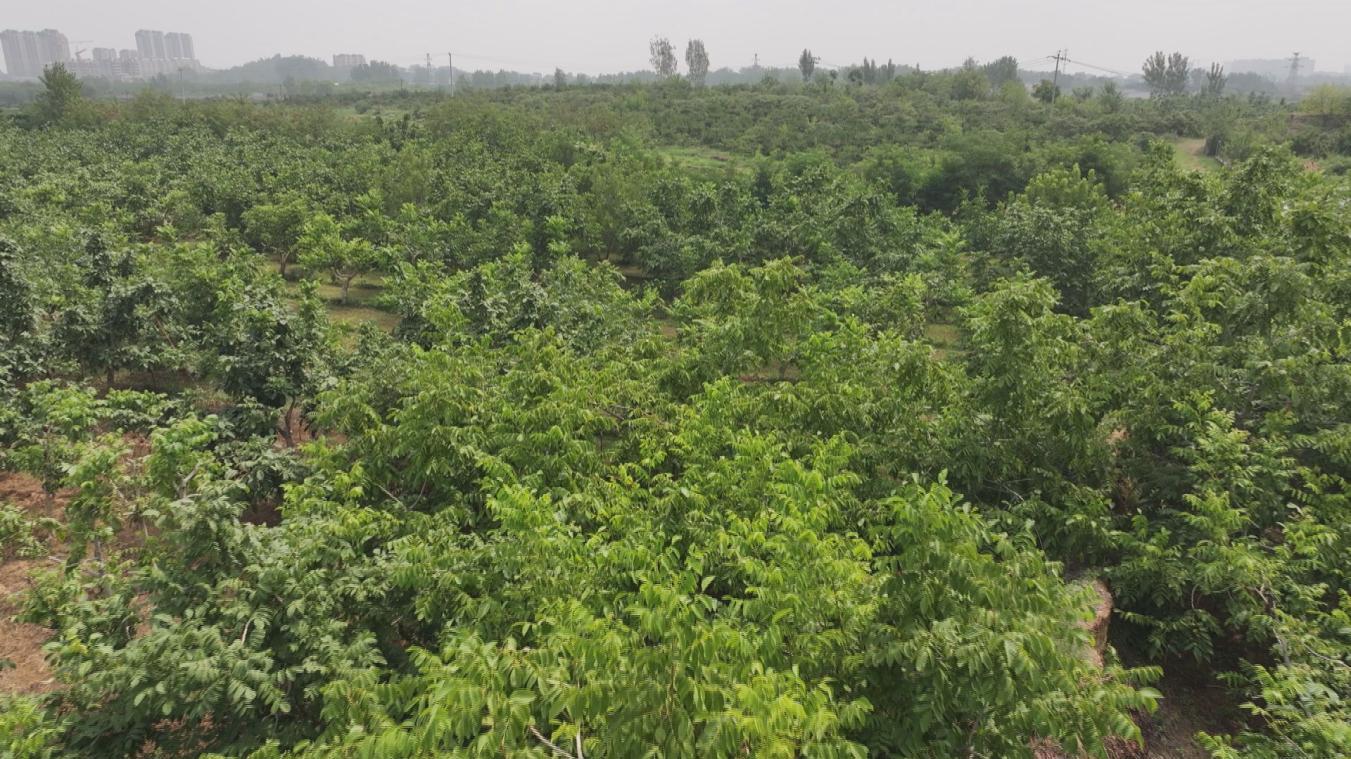 河北省首批！涞水麻核桃国家地理标志保护示范区获批成立