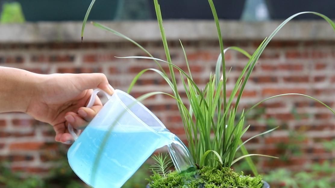 兰花浇水五大“口诀”，新手也能轻松驾驭（附细节讲解）