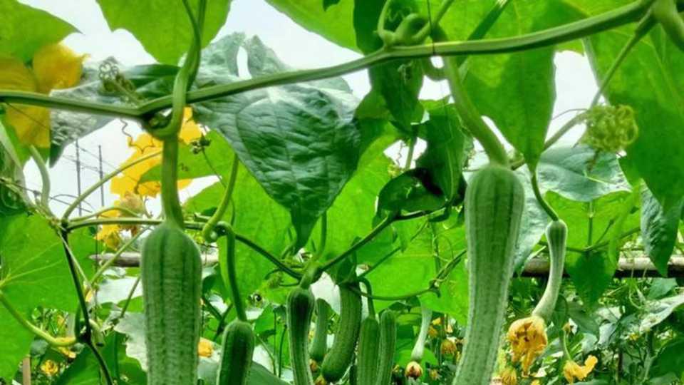 丝瓜红壤藤蔓改良技术，PH值四阶段调节方法，15天见效的酸性土实验