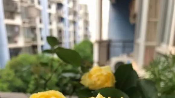 广东为什么不适合养月季？气温太高了，冬天最低气温12度！