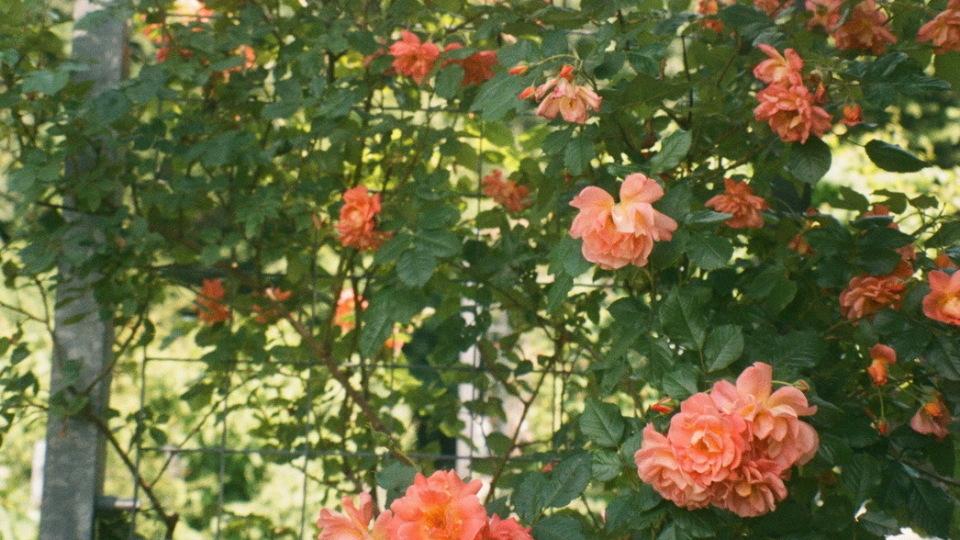 我堂叔可真硬气，儿媳妇和儿子闹离婚，他还坚持给女儿陪嫁一套房