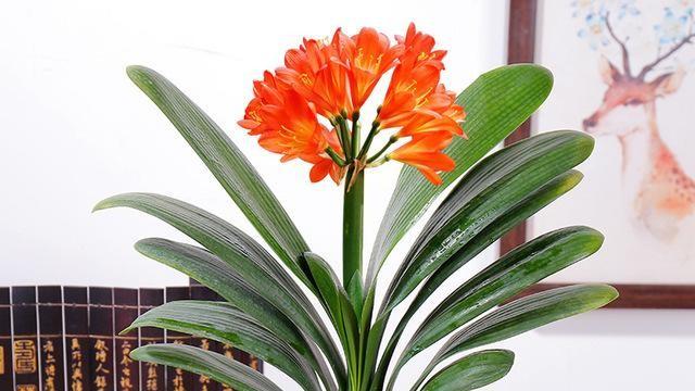 揭秘君子兰花期：一年究竟能开几次？