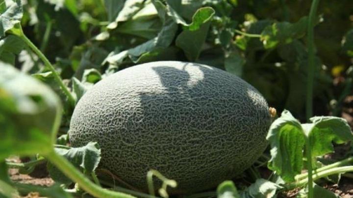 生物滤床净灌溉水技术应用，广东湛江哈密瓜种植，涌浪灌溉防结皮与糖度分区采收