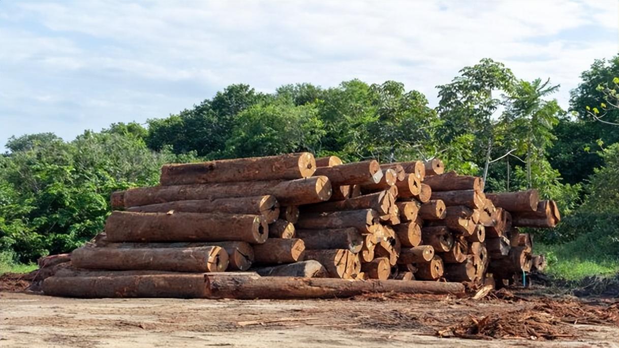 这地木材价格全线上涨！此前多家工厂裁员关停！